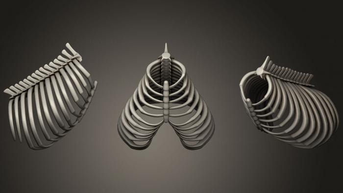Anatomy of skeletons and skulls (ANTM_0226) 3D model for CNC machine